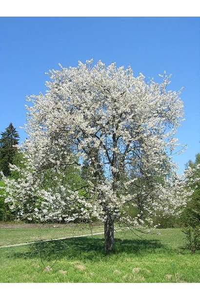 Черешня Валерій Чкалов у ландшафтному дизайні саду.