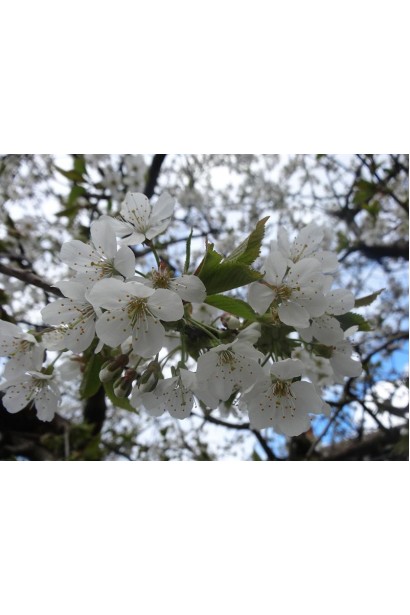 Черешня домашня Валерій Чкалов (рання)