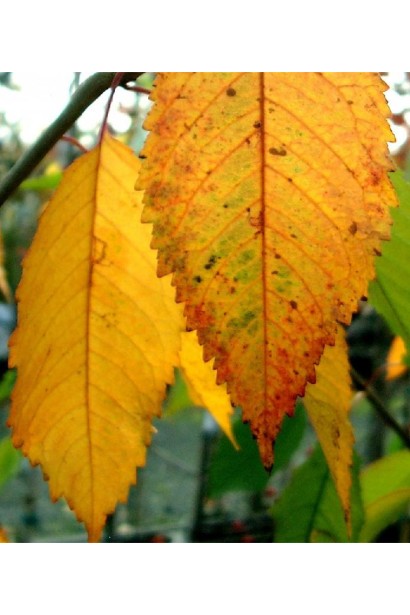 Черешня домашня Валерій Чкалов (рання) - Листя восени