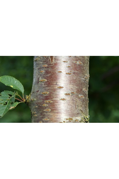 Черешня домашня Валерій Чкалов (рання) - Стовбур