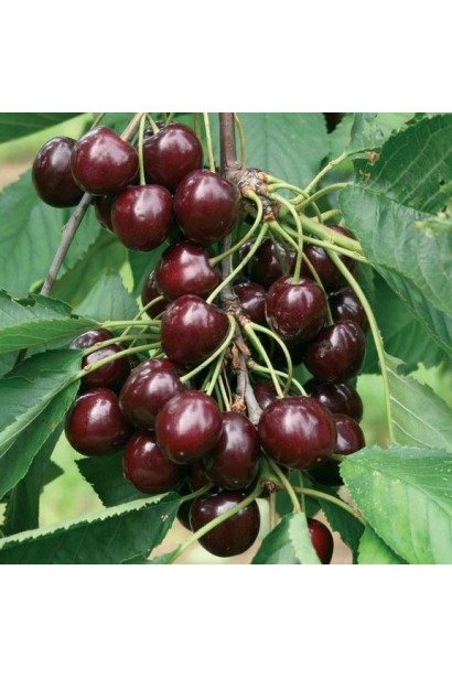 Черешня Валерій Чкалов з солодкими і великими плодами.