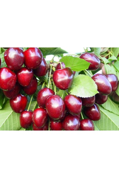 Рання черешня Валерій Чкалов з великими плодами.