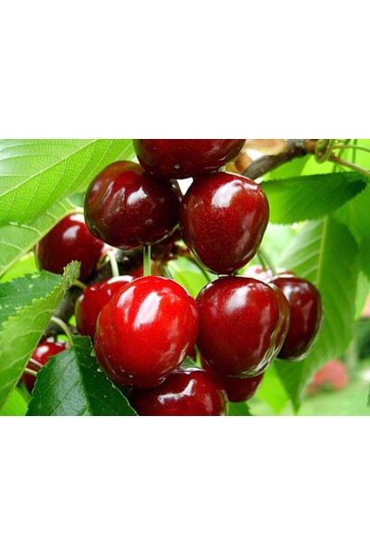 Черешня Валерій Чкалов з насиченим смаком і раннім дозріванням.