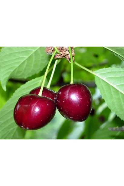 Prunus avium Valery Chkalov