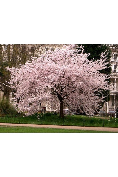 Рясне цвітіння Чере-вишні