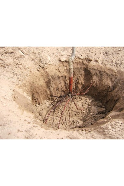 Посадка саджанця вишні з голим коренем