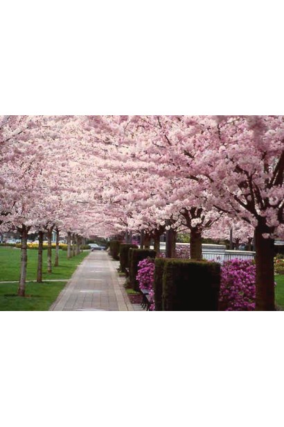 Чудо-вишня алейна посадка в парку