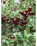 Вишня домашняя Чудо-вишня / Чере-вишня(средняя) | Вишня домашня Чудо-вишня / Чере-вишня (середня) | Prunus cerasus Cherry Miracle