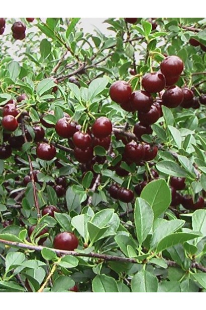 Вишня домашняя Чудо-вишня / Чере-вишня (средняя) 
