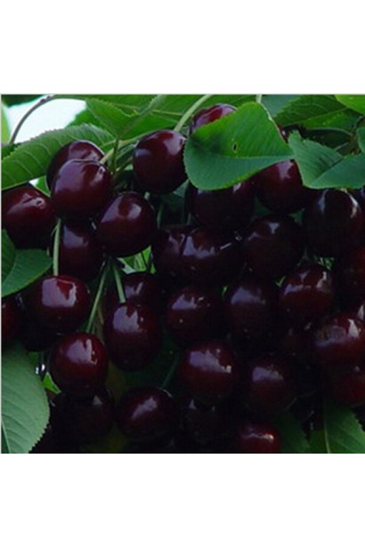 Чорні ягоди Чудо-вишні при дозріванні