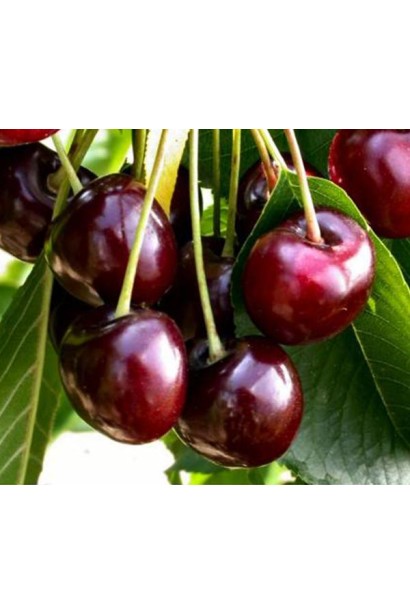 Плоди Чудо-вишні