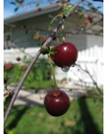 Вишня домашня Чудо-вишня / Чере-вишня (середня) | Вишня домашняя Чудо-вишня / Чере-вишня (средняя) | Prunus cerasus Cherry Miracle