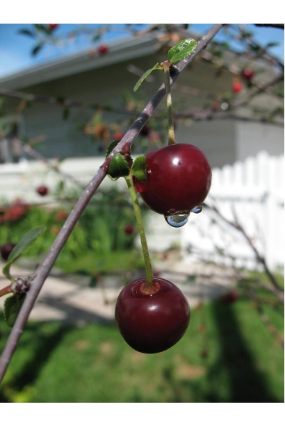 Вишнево-черешневий гібрид