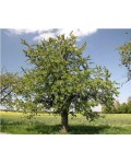 Вишня домашняя Шпанка (ранняя) | Вишня домашня Шпанка (рання) | Prunus cerasus Shpanka