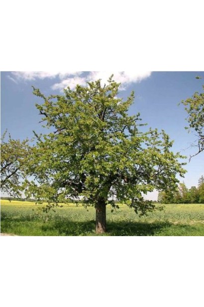 Вишня домашняя Шпанка в саду