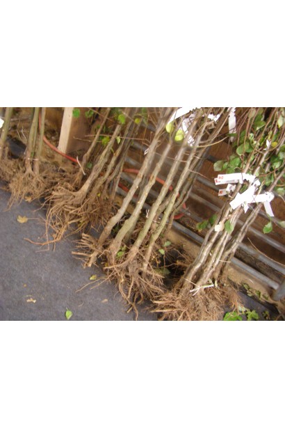 Саженцы вишни Шпанка