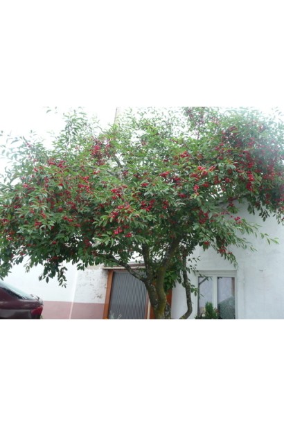 Вишневое дерево Шпанка