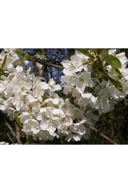 Вишня домашняя Шпанка цветения в мае