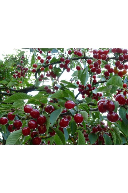 Красно-коричневые ягоды вишни Шпанка