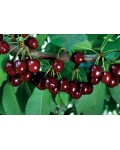 Вишня домашня Шпанка (рання) | Вишня домашняя Шпанка (ранняя) | Prunus cerasus Shpanka