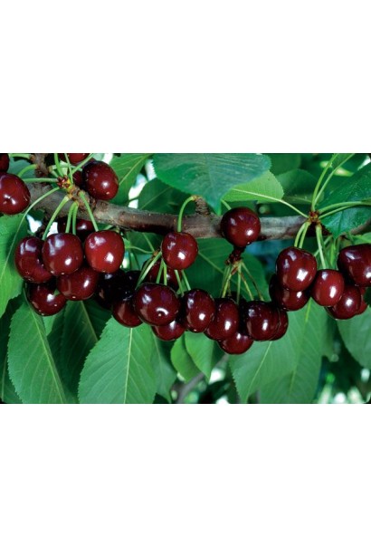 Плоды вишни сорта Shpanka