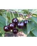 Вишня домашня Шпанка (рання) | Вишня домашняя Шпанка (ранняя) | Prunus cerasus Shpanka