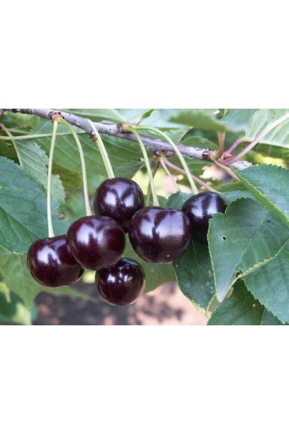 Вишнево-черешневый гибрид