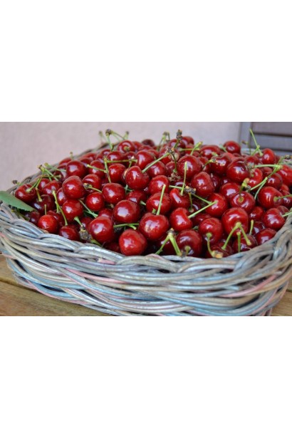 Вишня ранняя Шпанка 