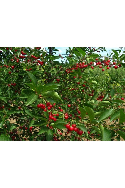 Prunus cerasus North Star