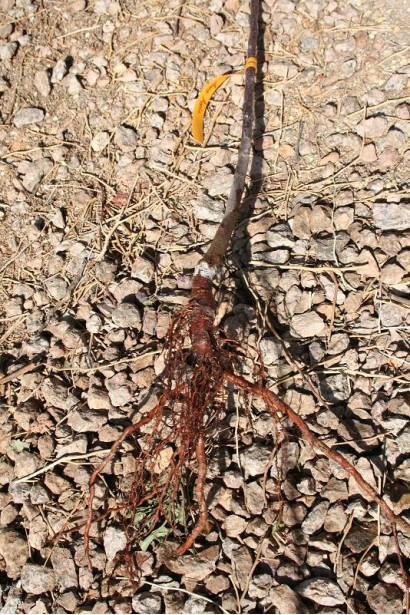 Коренева система дерева вишні