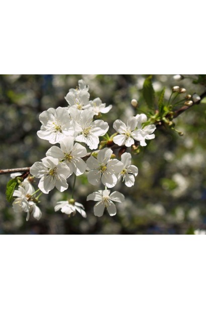 Вишня Норд Стар цвітіння