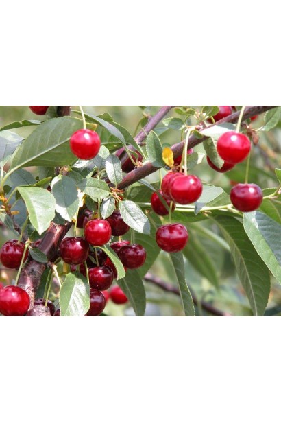 Вишня домашня Норд Стар (пізня) 