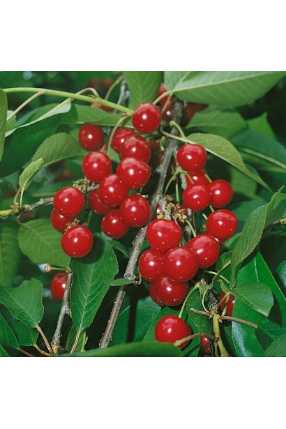 Вишня домашня Норд Стар карликовий сорт