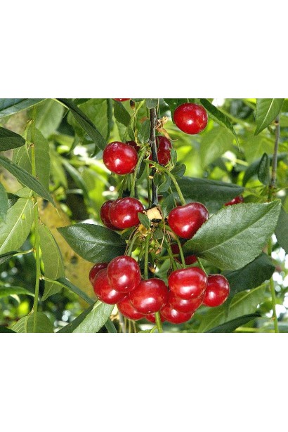 Дозрівання плодів Вишні Норд Стар