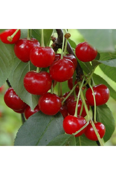 Вишня Норд Стар великі темно-червоні ягоди
