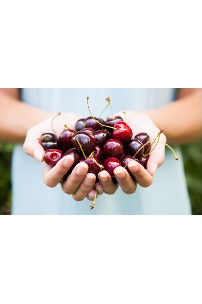 Prunus cerasus North Star