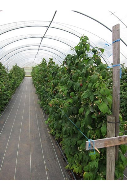 Вирощування малини європейської Глен Ампл в теплиці