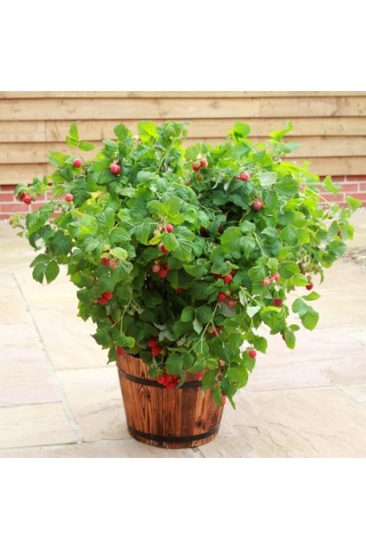 Малина Глен Ампл вирощування в контейнері