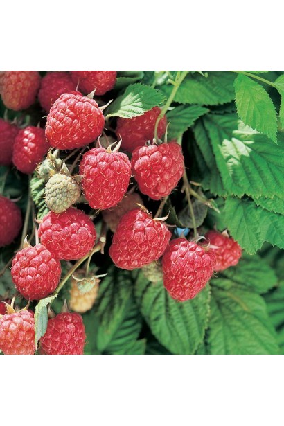 Малина Глен Ампл середньо-ранній сорт