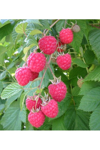 Rubus idaeus Glen Ample