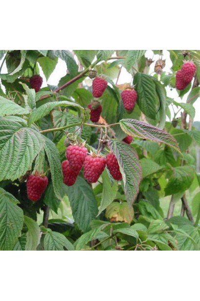 Малина Глен Ампл (літня)