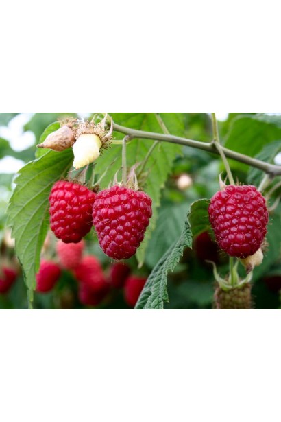 Темно-червоні достиглі ягоди малини Глен Ампл