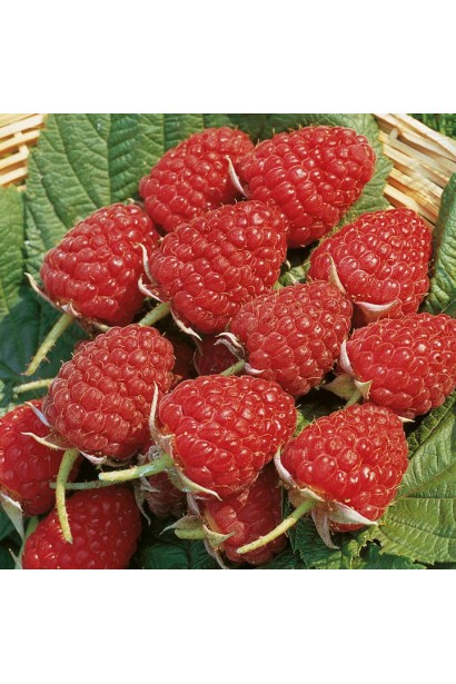 Малина Glen Ample самозапильний сорт