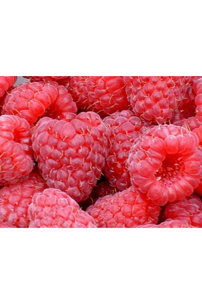 Малина Глен Ампл округло-конічні плоди червоного кольору