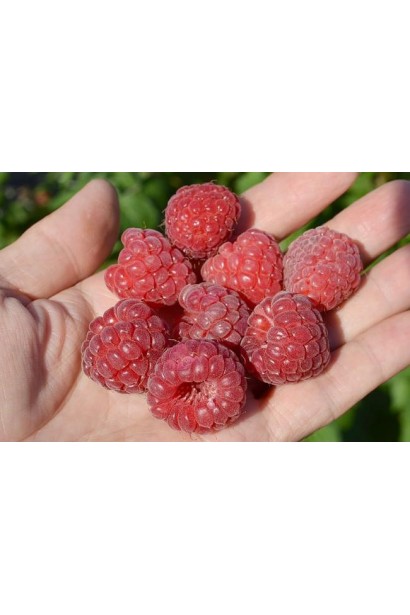 Малина звичайна Glen Ample плоди