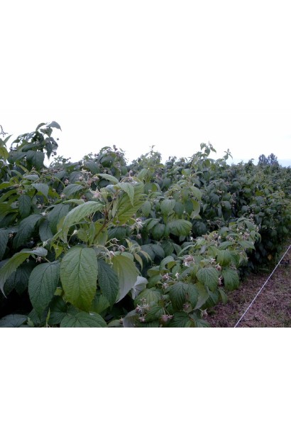 Малина Полка середньоранній ремонтантний сорт