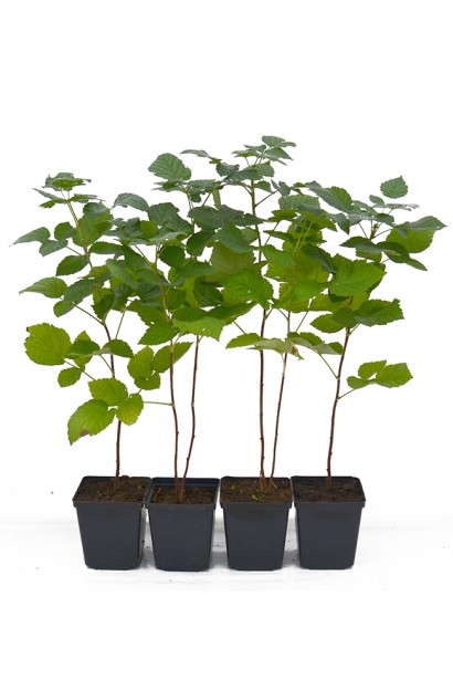 Малина ремонтантна Полка контейнер Р9