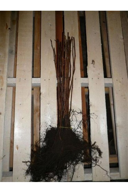 Малина ремонтантна Полка саджанці з голим коренем