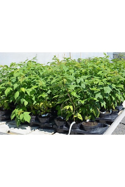 Малина ремонтантна Полка саджанці в садовому центрі