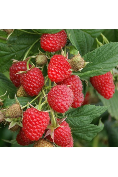 Малина ремонтантна Полка